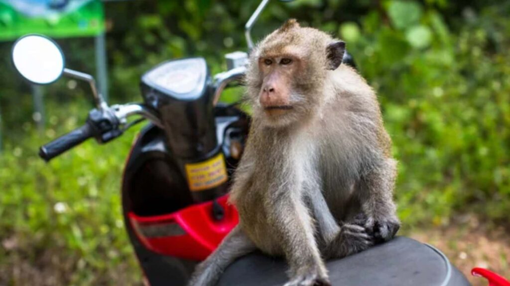 Regardez un singe sauter sur un motocycliste et provoquer un accident