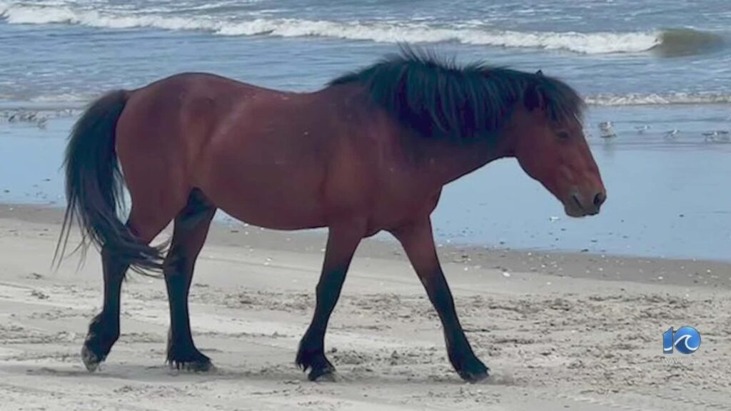 Un imbécile percute un cheval en voie de disparition avec un véhicule tout-terrain et s'enfuit